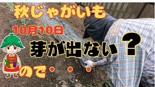 【秋じゃがいも・なぜ⁉芽が出ない】悩みに悩んで思い切って掘ってみた・そうしたら・・・‼ [upl. by Icyac466]