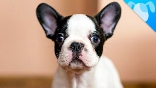 French Bulldog Facts [upl. by Hanafee]