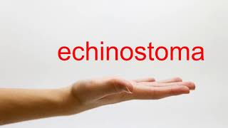 How to Pronounce echinostoma  American English [upl. by Anwadal]