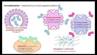 Immobilised enzymes OCR A ALevel Biology 621 Cloning and Biotechnology [upl. by Ulita414]