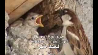 House Sparrow گنجشک خانگی [upl. by Atiekahs]