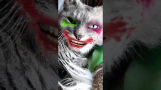 Ma chatte Savaggia fait le clown joker Un chat rigolo mais qui fait peur avec son rire sournois [upl. by Ralf369]