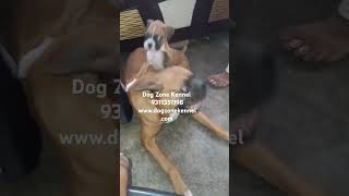 boxer dog lovers lo ab chakko India share like and subscribe [upl. by Ed628]