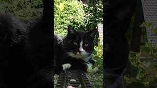 Zug stört beim Nickerchen  gartenbahn katze lgb [upl. by Einnod]