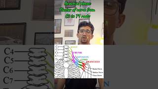 Brachial plexus mbbs humananatomy education humanbody [upl. by Atik]