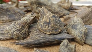 Sinking Soil Agarwood [upl. by Trici]