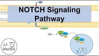 Notch Signaling Pathway  Purpose and Mechanism [upl. by Perot]