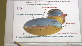 General embryology 14  Formation of the notochord  by Dr Wahdan [upl. by Akym598]