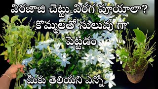 virajaji plant care  how to grow virajaji plant from cuttings in telugu [upl. by Nade80]