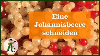 Eine Johannisbeere schneiden [upl. by Aiyotal]