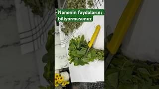 Nanenin faydaları keşfet aboneol shortvideo recipe baharat nane şifalıbitkiler [upl. by Kone]