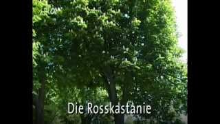 VID Botanik  Die Rosskastanie [upl. by Seldun74]