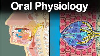 Oral Physiology Mastication Gustation Salivation Deglutition [upl. by Aimet]