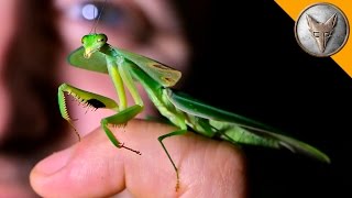 Incredible Leaf Mantis [upl. by Nira]