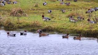 Migrateurs des Marais du Cotentin et du Bessin  ENVOL N°4 [upl. by Rizas]