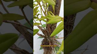 Dendrobium Crumenatum Orochi seeds plants shorts shortvideo orchid nature naturelove seeds [upl. by Nyltac]