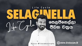 Selaginella sp Life Cycle  Unit 4  Biology  Kasun Wickramasinghe [upl. by Borg]