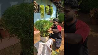 ഈ ചെടി നിങ്ങൾക്ക് ഇഷ്ടമാണോ Home Gardening ideas Malayalam bamboo grass pruning garden [upl. by Eudosia]