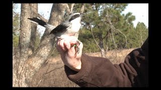 Loggerhead Shrike Bird Banding [upl. by Nortal]