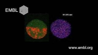 Intelligent microscopy experiment run by computer programme [upl. by Conant98]