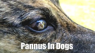 Pannus In Dogs 210 [upl. by Helaina694]