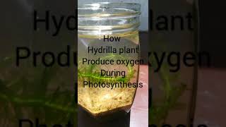 How hydrilla plant produce oxygen during photosynthesis Shorts [upl. by Seuqramed69]