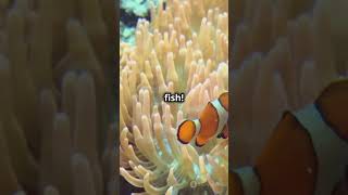 3 Facts you didnt know about Clownfish [upl. by Ittocs]