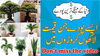 TOP 10 Important Plants in Pakistan [upl. by Eceertal]