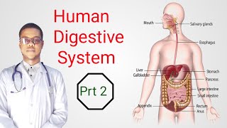 Human Digestive System Prt2 Sidee ayuu ushaqeeyaa Habdhiska Dheefshiidka ee Bani’aadamka [upl. by Enyawad406]