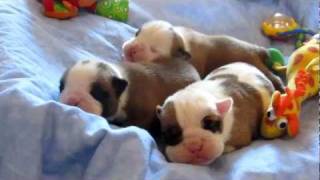 NEWBORN BABY BULLDOG PUPPIES Champion Sired [upl. by Veronique438]