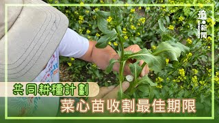 菜心苗收割最佳期限｜共同耕種計劃 [upl. by Hgieliak43]