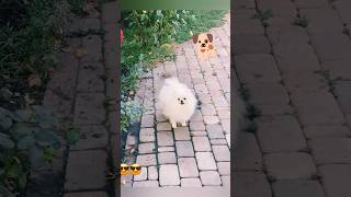 Dog barking video😍shortsviralshortsbabydogdogscute cute doganimals [upl. by Ikkela]