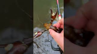 Catching crawfish in creek ￼ [upl. by Adnilahs]