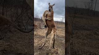 Ohh 😯 Kangaroo 🦘 Stand allah kangaroo shorts [upl. by Boykins]