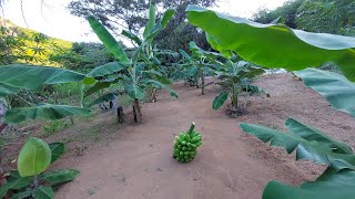 Colheita do primeiro cacho de Banana no caminho das bananeira [upl. by Eikceb269]