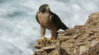 Peregrine Falcon chirping [upl. by Aynav]