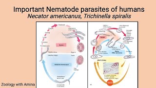 Some important Nematode parasites of Humans  Life cycle of Necator and Trichinella [upl. by Nevs965]