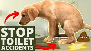 5 Puppy House Training Tips EVERY Dog Owner Needs [upl. by Skip]