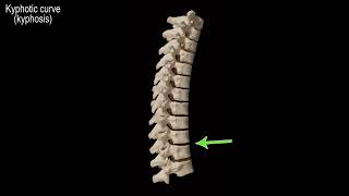 Thoracic Spine Lateral View Drawn Anatomy Quick Review NEW [upl. by Eidoc512]