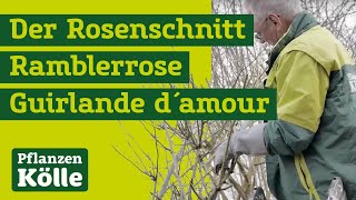 Der Rosenschnitt mit Klaus Kölle I Ramblerrose Guirlande d´amour [upl. by Karil]