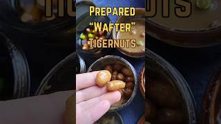 Prepared Tigernut hookbaits Whats your favourite for carp fishing carpbait carpfishing [upl. by Ile]