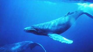 Chant des baleines  whales singing [upl. by Sands]