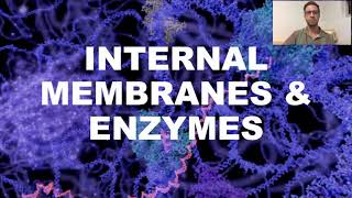 Internal Membranes amp Enzymes [upl. by Bajaj433]