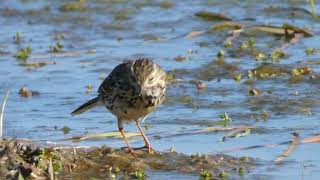 Petinhadosprados Anthus pratensis [upl. by Bates]