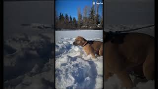 Presenting my two four legged friends 😁🙈dogsshortvideos [upl. by Sigmund259]