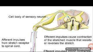 Physiology of motor system [upl. by Ssac]