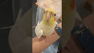 Baby cocktail best parrot singing new cocktail birds singing viralvideo viralshort parrot [upl. by Enotna]