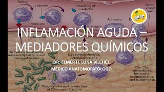 INFLAMACIÓN AGUDA – MEDIADORES QUÍMICOS  Dr Elmer Luna Vilchez [upl. by Combes]