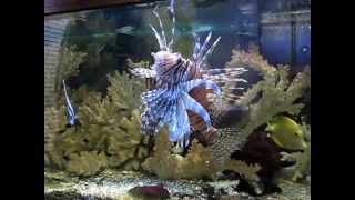 LionFish eating Goldfish [upl. by Shantee]