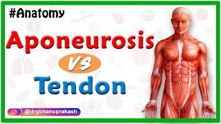 Difference between Aponeurosis and Tendon [upl. by Riada]